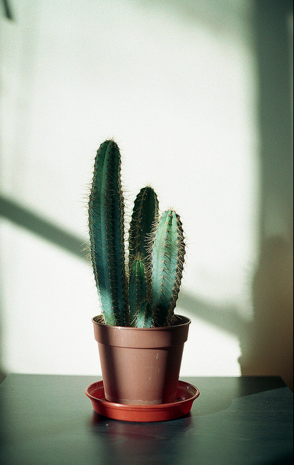 cactus nel vaso con riflessi di luce