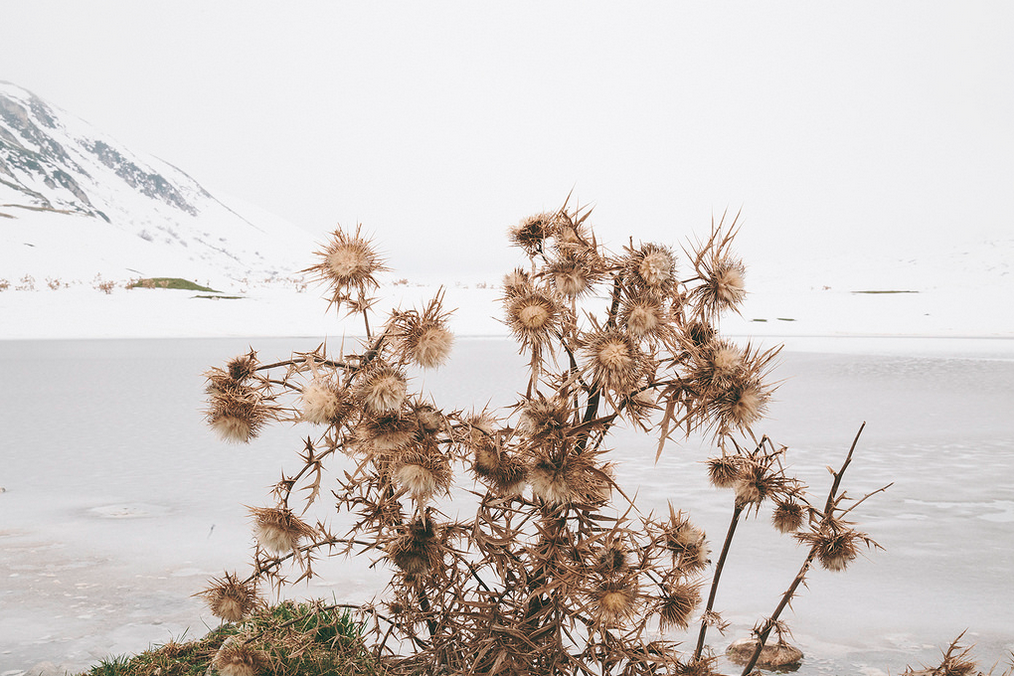piante secche neve paesaggio
