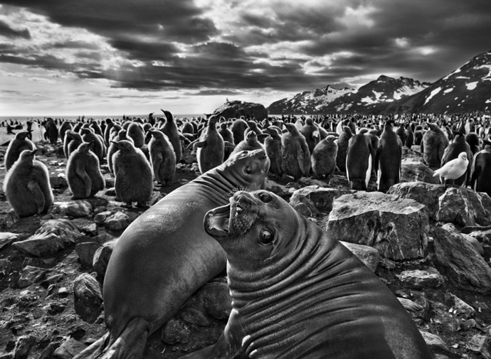 Sebastião Salgado