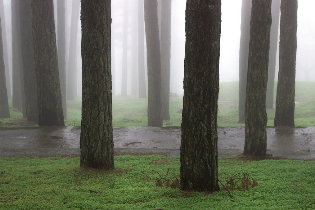 foresta nella nebbia