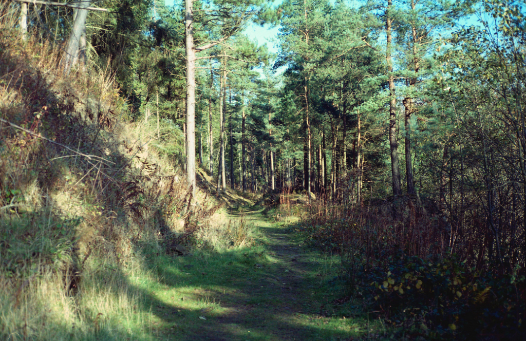 orizzonte nel bosco