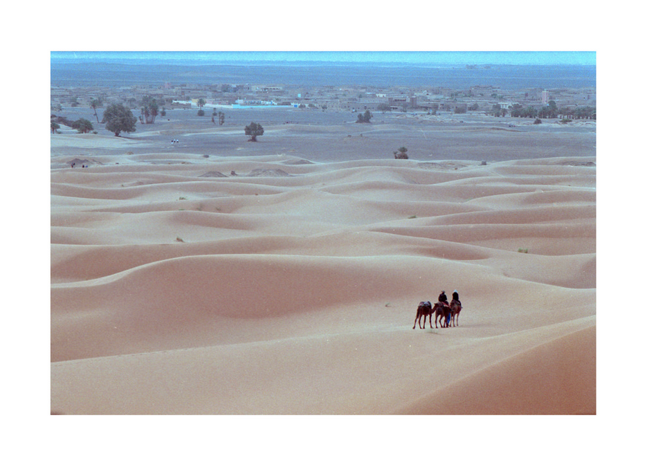 Cammelli nel deserto 