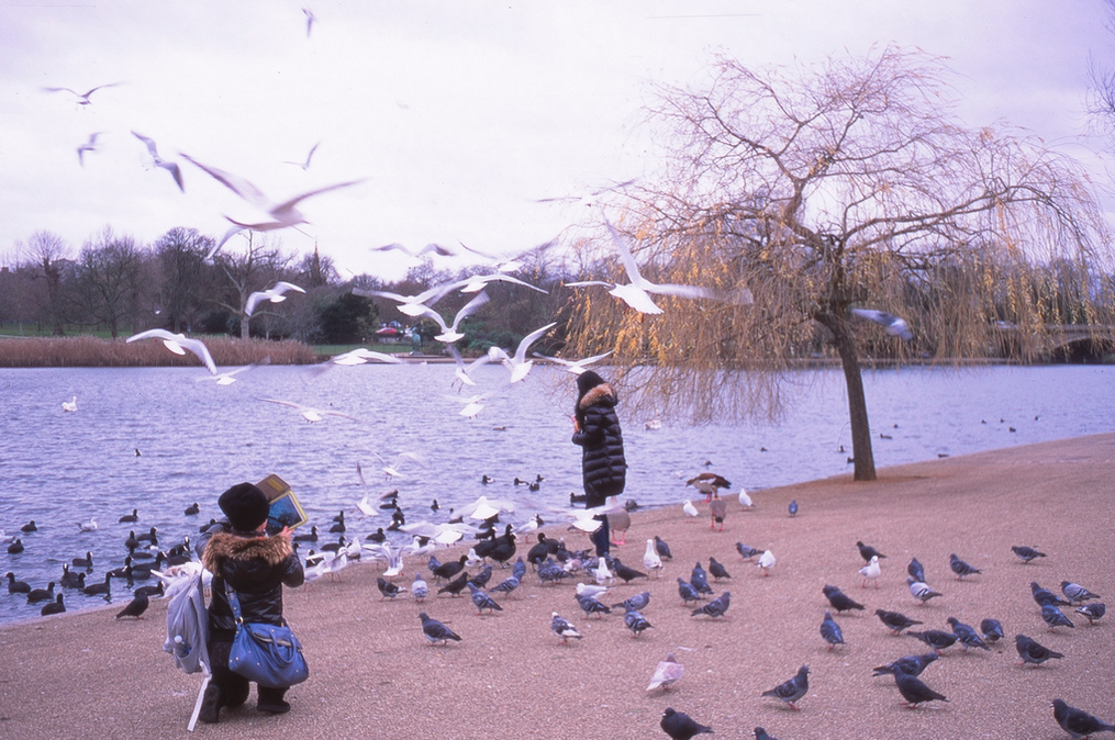 hyde park london birds selfie