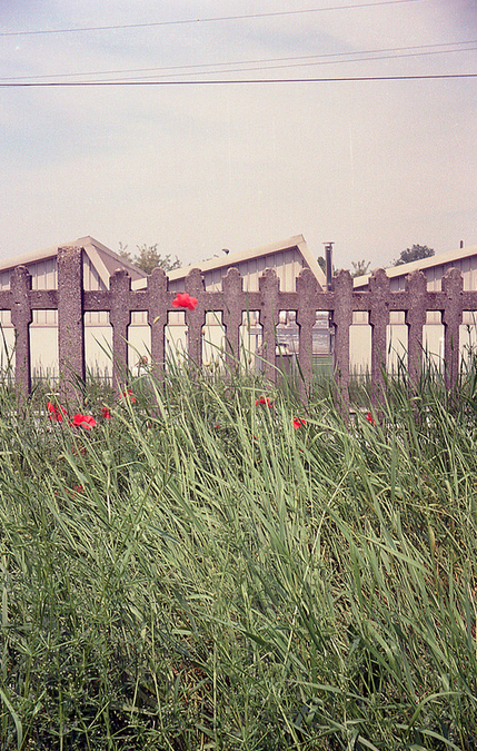 papaveri erba steccato campagna