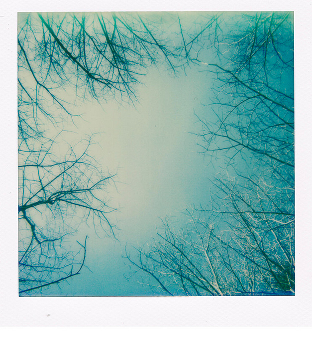 polaroid alberi e cielo